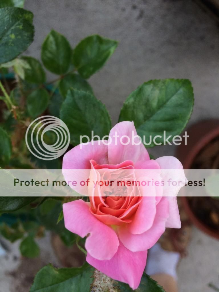  photo IMG_2476_zpsc619de51.jpg