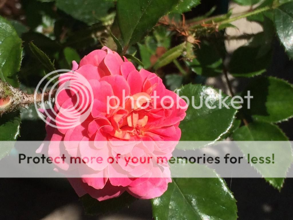  photo IMG_2500_zpsd20a7c4b.jpg