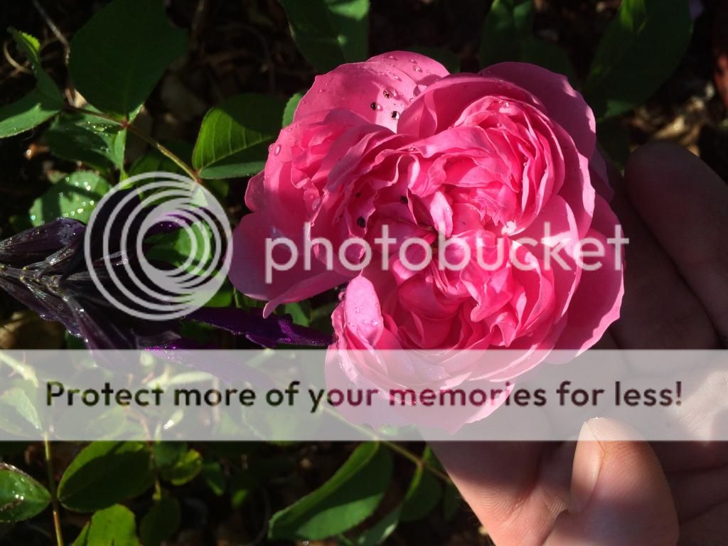 photo IMG_2541_zps57e0ce59.jpg