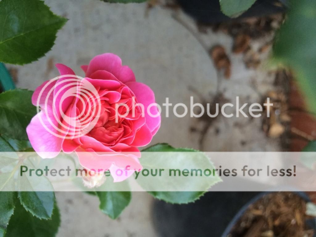  photo IMG_2545_zps21e40566.jpg