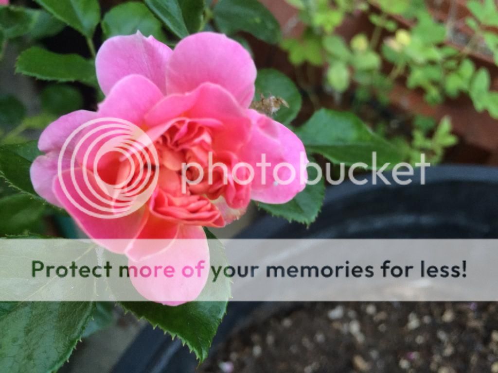  photo IMG_2548_zpsf1fdf3e5.jpg