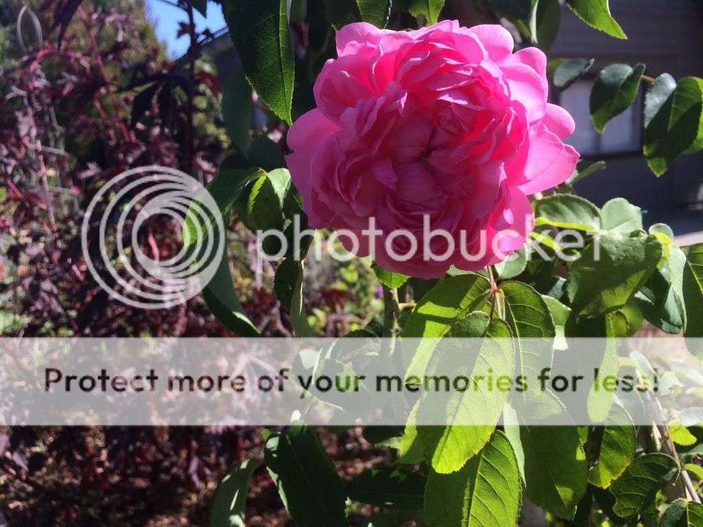 photo IMG_2562_zps05275990.jpg