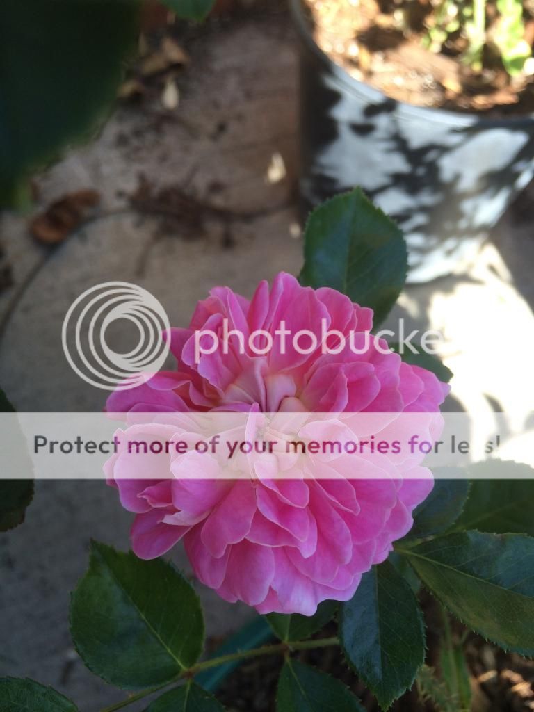  photo IMG_2565_zpsb0b84e6b.jpg