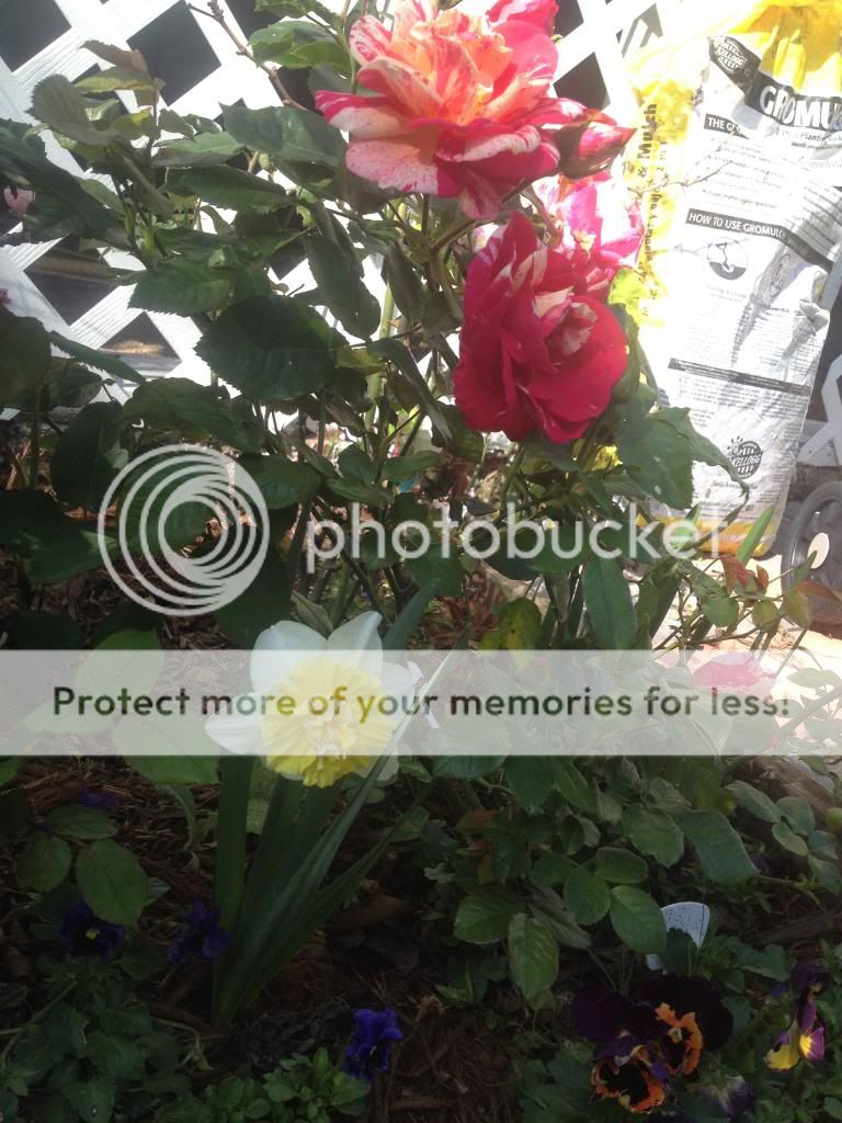  photo IMG_9591_zpsed46d99a.jpg