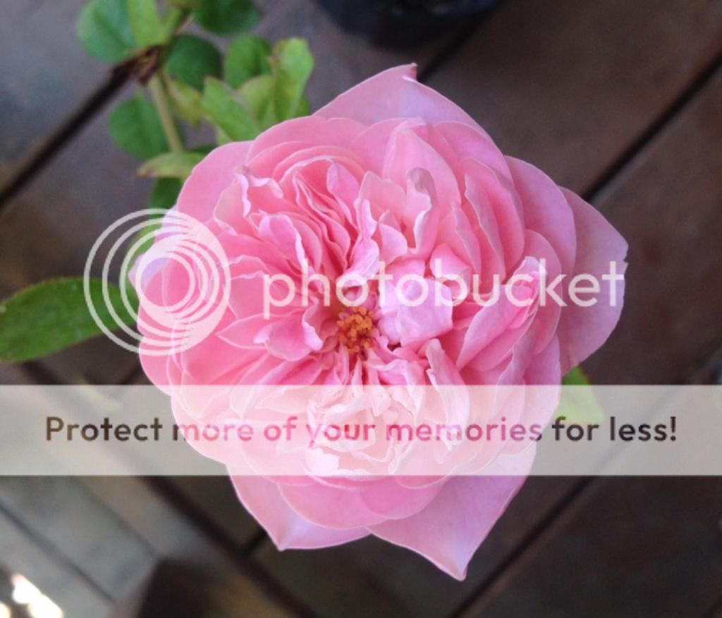  photo e19cb5ab-469e-4381-9536-d871ae5c6b04_zps0182a1f7.jpg