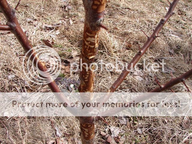 photo TreeDamage5.jpg