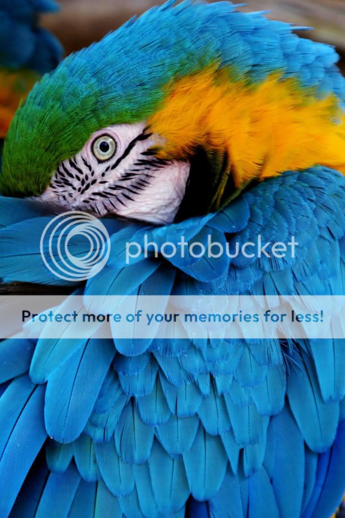 IMAGE: http://i1170.photobucket.com/albums/r536/Aithon/Blue.jpg