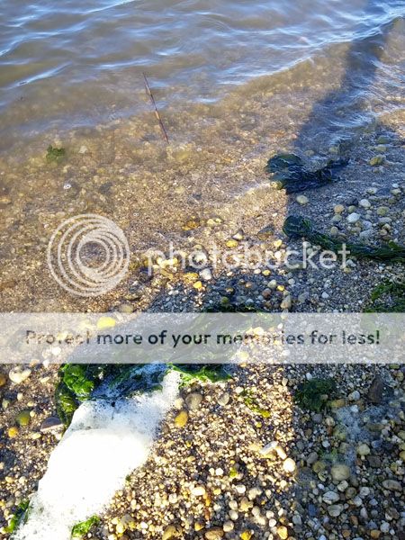 photo seaweed_zps1s3epskq.jpg