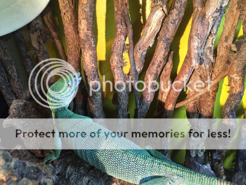 SW England CB Green Tree Monitor PAIR for sale (V.Prasinus) Reptile